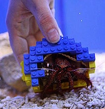 Hermit Crab Ditches Shell For A Lego Shell