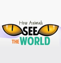 How Dogs, Cats & Other Animals See The World [Infographic]