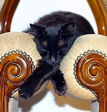 One Mom Geek’s Desire To Take A Caturday Nap
