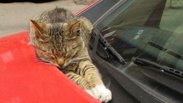 cat asleep on a hot red car