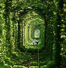 The Leafy Tunnel Of Love: A Natural Beauty You Have To See