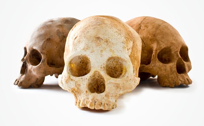 life-size-chocolate-skulls