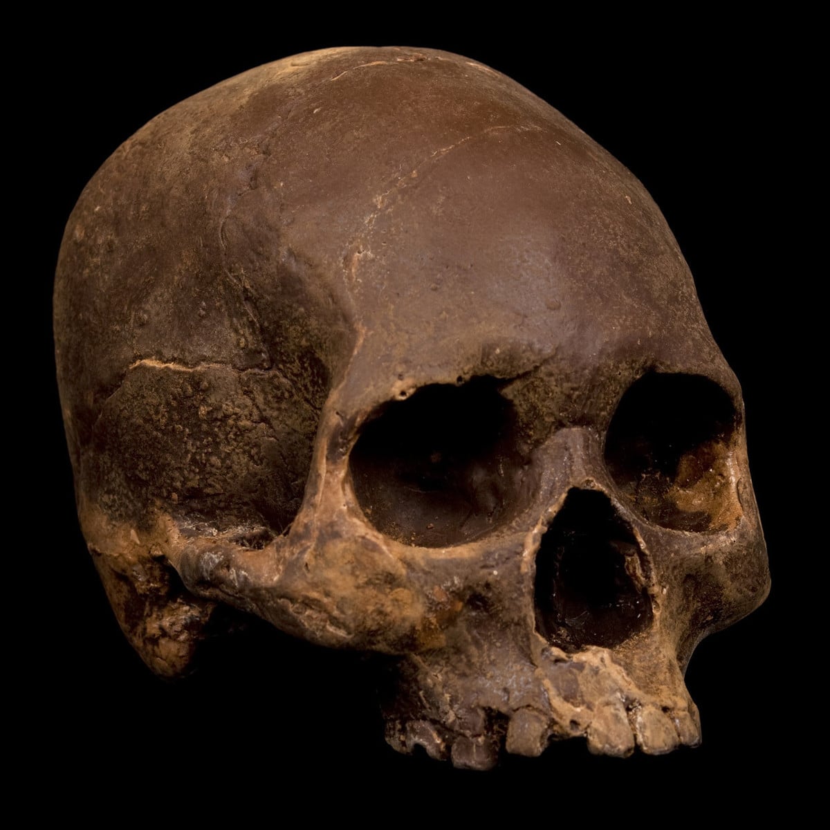 life-size-chocolate-skulls