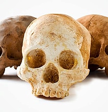 Life-Size Chocolate Skulls For The Morbid Chocolate Lover