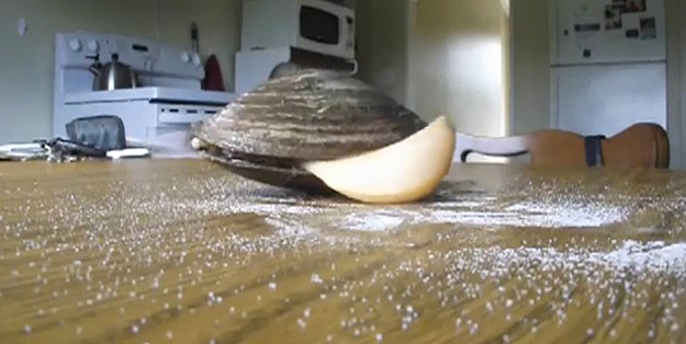 It Turns Out Clams Don't Like Salt After All [Viral Video ...