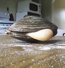 It Turns Out Clams Don't Like Salt After All [Viral Video]