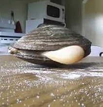 It Turns Out Clams Don’t Like Salt After All [Viral Video]