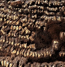 World’s Oldest Handbag: Decorated With Teeth Instead Of Diamonds