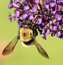 Buzz Pollination: Bumblebees Sing For Their Supper Buzz Pollination: Bumblebees Sing For Their Supper