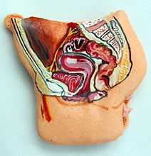 Anatomically Correct Human Organ Pastries & Chocolate Teeth