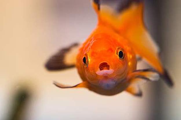 Goldfish-Beauty-Pageant-China Fish-Compete-For-The-Crown