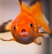 Goldfish Beauty Pageant: 3,000 Fish Compete For The Crown