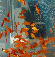 Retro Phone Booths Transformed Into Massive Goldfish Aquariums Retro Phone Booths Transformed Into Massive Goldfish Aquariums