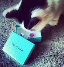Life Of Luxury: Rich Cats On Instagram [10 Pics]