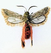 Impressive Life-Like Bug Sculptures Created From Human Hair Impressive Life-Like Bug Sculptures Created From Human Hair