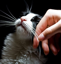How To Live A Happy Life (According To A Cat) How To Live A Happy Life (According To A Cat)