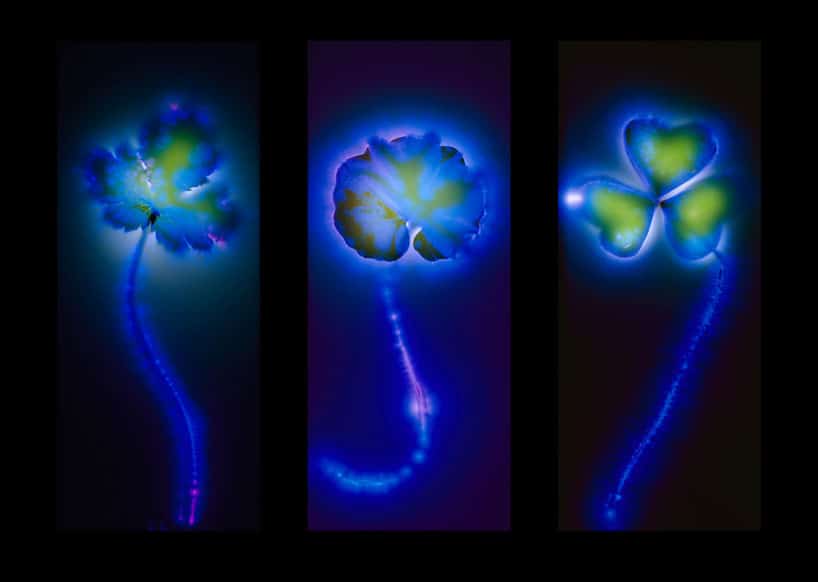 unusual-flower-art-electrocuted-flowers