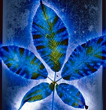 Electrocuted Flowers: Unusual Flower Pics Created Without A Camera