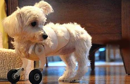 daily-cute-puppy-bionic-legs