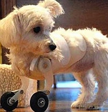 Your Daily Cute: The Adorable Puppy With Bionic Front Legs Your Daily Cute: The Adorable Puppy With Bionic Front Legs