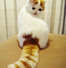 Your Daily Cute: Cats Posing Like Pin-Up Girls [10 Pics]