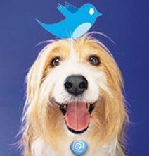 Pets Who Are Famous On Twitter, Facebook & YouTube [Infographic]