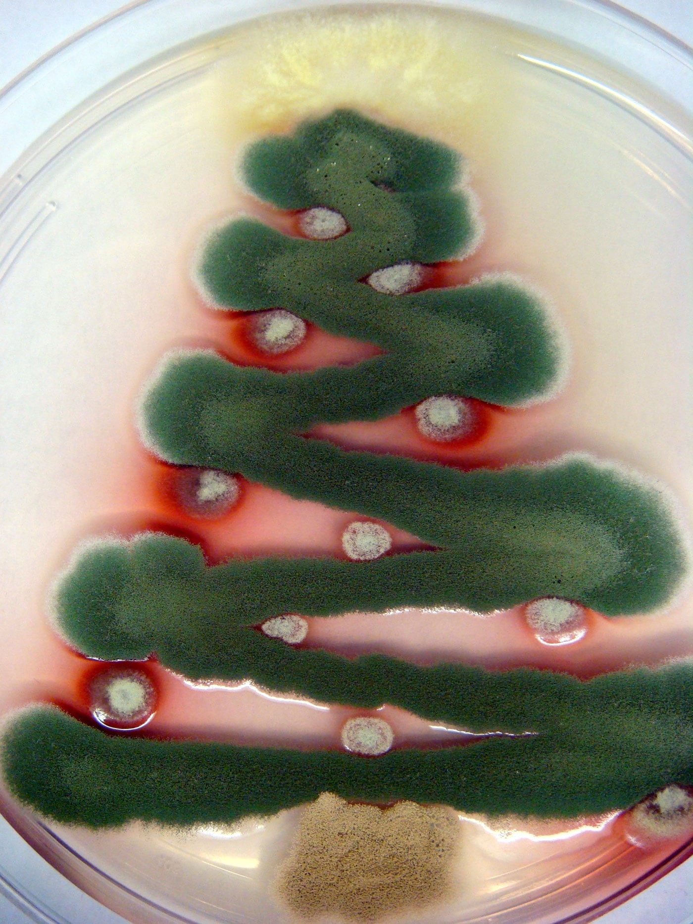 petri-dish-christmas-trees