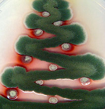 Christmas Trees Created In A Petri Dish With Festive Fungi