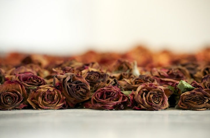 lifespan-of-red-fresh-roses