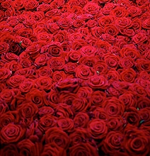 The Lifespan Of 10,000 Fresh Roses In 6 Dramatic Pictures The Lifespan Of 10,000 Fresh Roses In 6 Dramatic Pictures