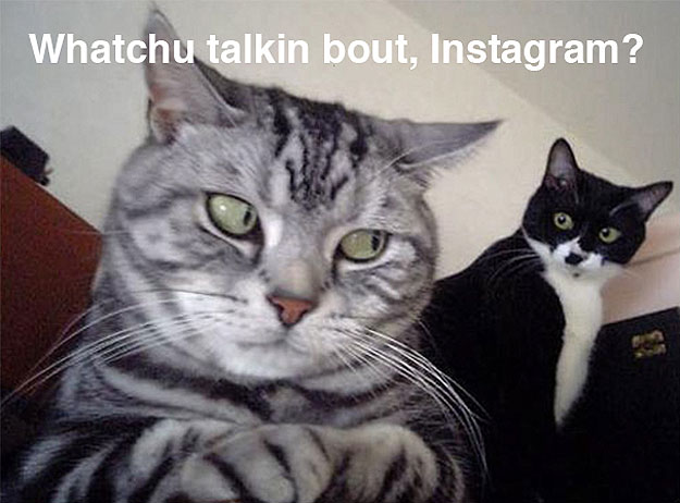 instagram-privacy-policy-cats-image