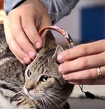 Cat Headphones Are The Latest In Cat Fashion From Sol Republic