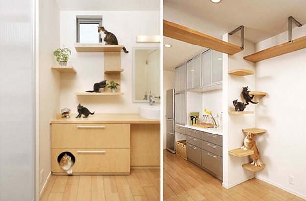 your-cats-dream-home