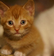 Talk Kitty To Me: A Caturday Dictionary For Kitten Lovers