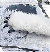 Break The Ice With The Severed Wampa Arm Ice Scraper