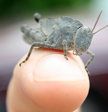According To Science…Bugs Have Personalities Too According To Science…Bugs Have Personalities Too