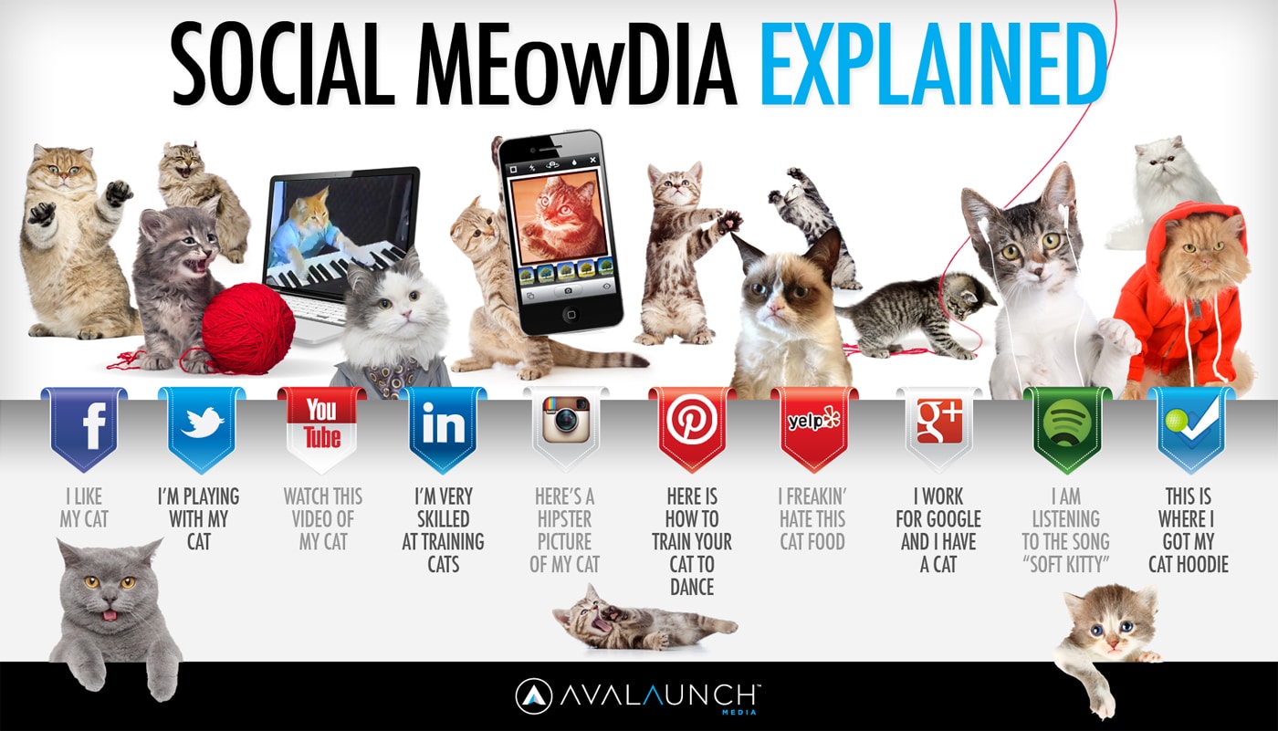 social-media-sites-explained-cats
