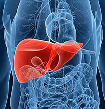 3D Printed Mini Human Livers Accelerate Medical Research & Discovery 3D Printed Mini Human Livers Accelerate Medical Research & Discovery