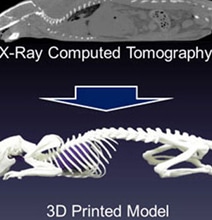 3D Printed Animal Skeleton Has Huge Implications For Human Medicine