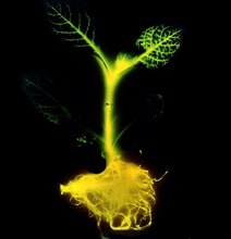 Glowing Plants Set To Replace Our Currently Inefficient Light Sources