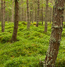Researchers Find Walking In A Forest Really Can Ease Creative Block Researchers Find Walking In A Forest Really Can Ease Creative Block