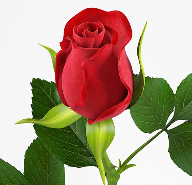 geek-love-3d-printed-rose