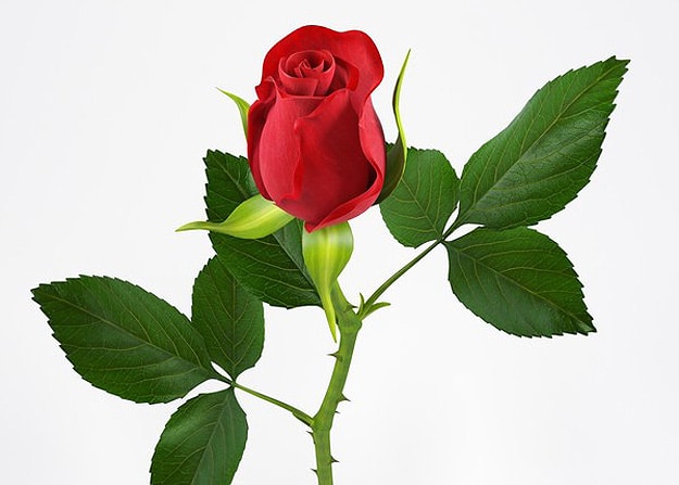 geek-love-3d-printed-rose