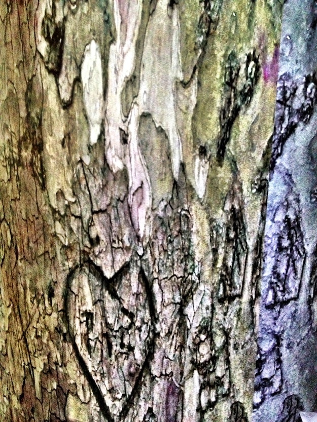 Bark-Wallpaper-Lovers-Etchings