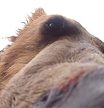 What It Would Be Like To Get Eaten By A Bear In Alaska [Video]