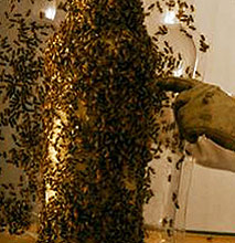 3B Printing Project: 80,000 Bees Make Whiskey Bottle Out Of Honeycomb