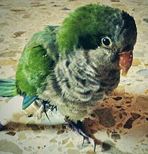 raspberry-pi-build-mod-bird