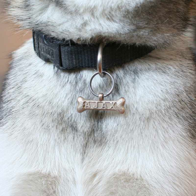 3d-printed-personalized-dog-tags