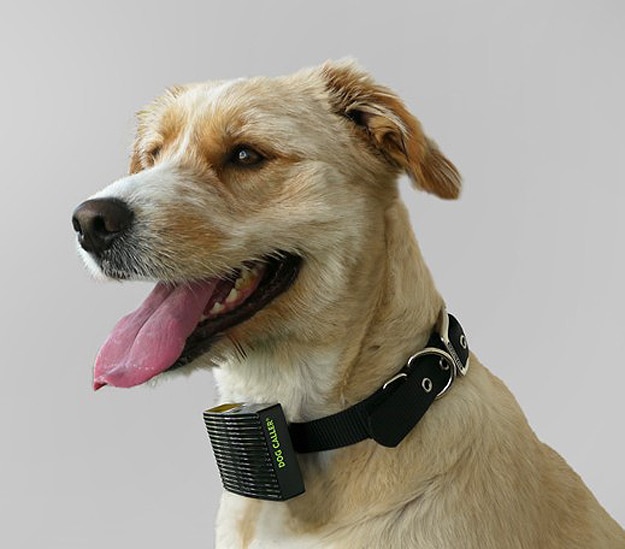 heat-alerting-dog-collar
