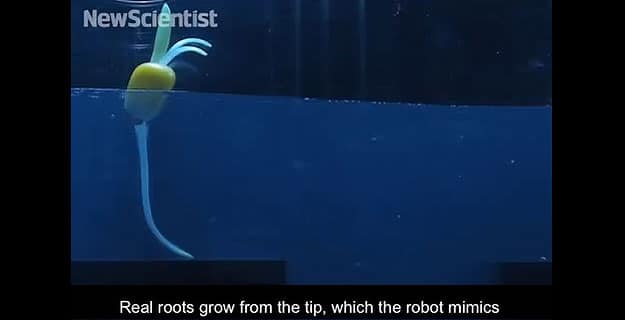 robot-real-plants-learn-grow